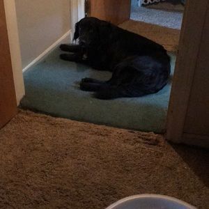 Meet your Posher, Nina